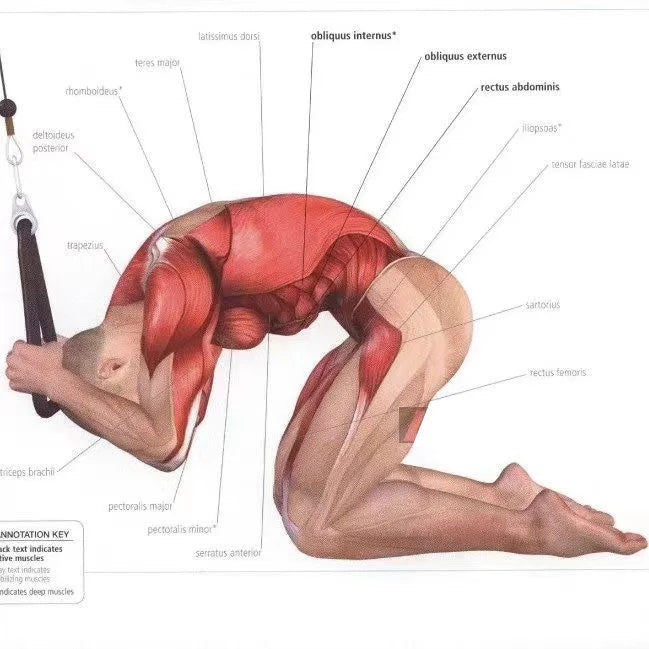 Triceps Face Pull Rope Handle